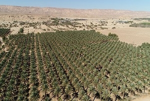 Agriculture dans le désert